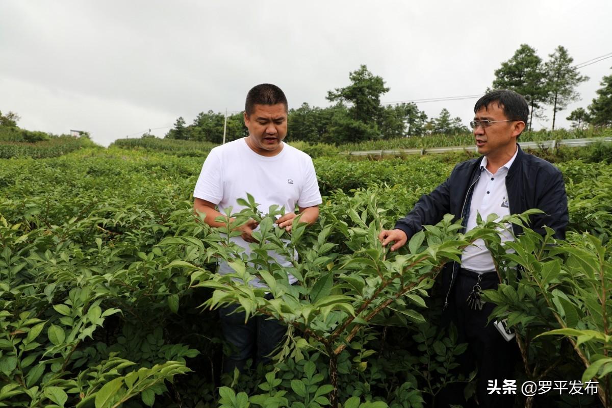 罗平县文化广电体育和旅游局最新项目，推动地方文化体育事业繁荣发展